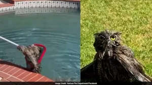 Firefighters Use Pool Skimmer To Rescue Owl Trapped In Backyard Pool In US