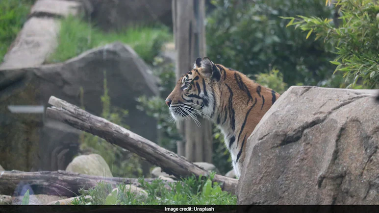 Chester Zoo In UK Mocked Online Over Awkward 'Child Predator Tour' Listing