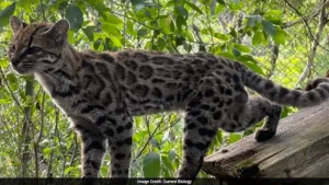 A new species of wild feline, referred to as a "tiger cat," has been identified in Bolivia