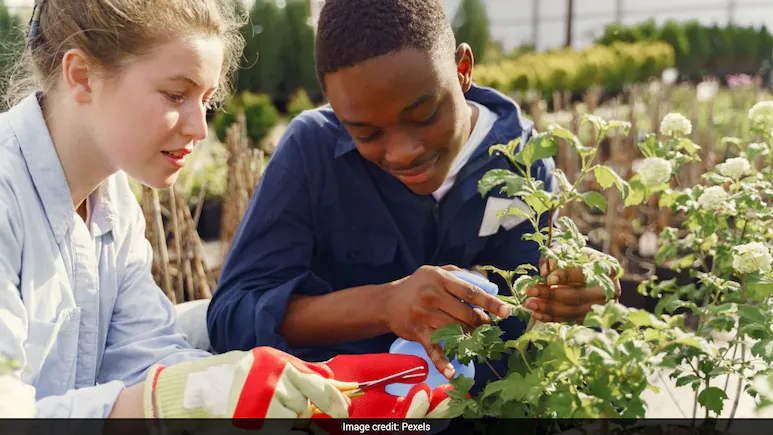Families invest approximately $40,000 (around Rs 3,835,386) for this immersive experience