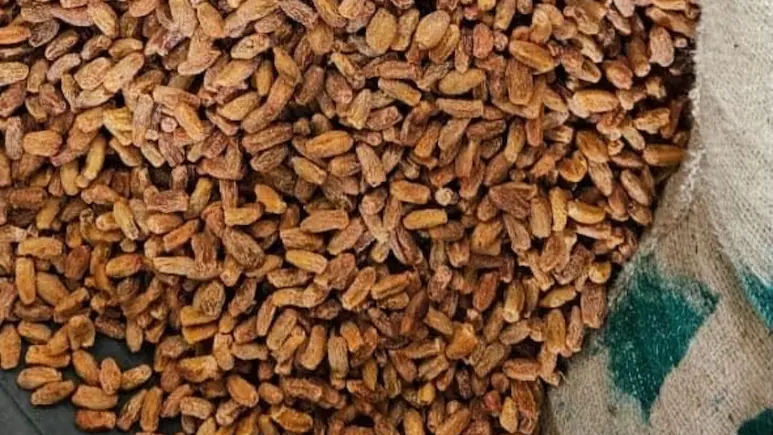 362 Metric Tonnes Of Pak Dates Hidden Behind UAE Labels Seized In Maharashtra
