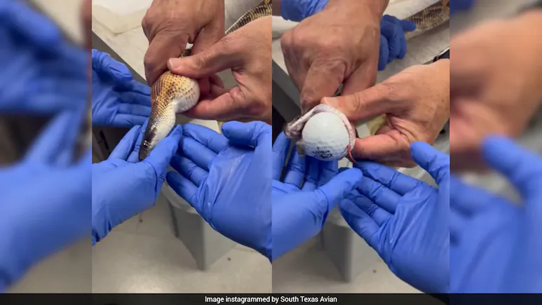 Video: Snake Swallows 3 Golf Balls, US Veterinarians Pull Off Incredible Rescue Without Surgery
