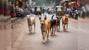 A practical guide to over 100 Dog-Bite Cases Reported In Assam's Dibrugarh In A Week