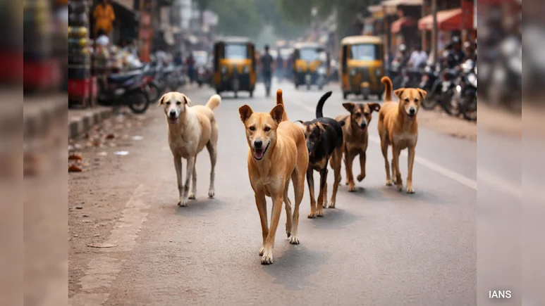 A practical guide to over 100 Dog-Bite Cases Reported In Assam's Dibrugarh In A Week