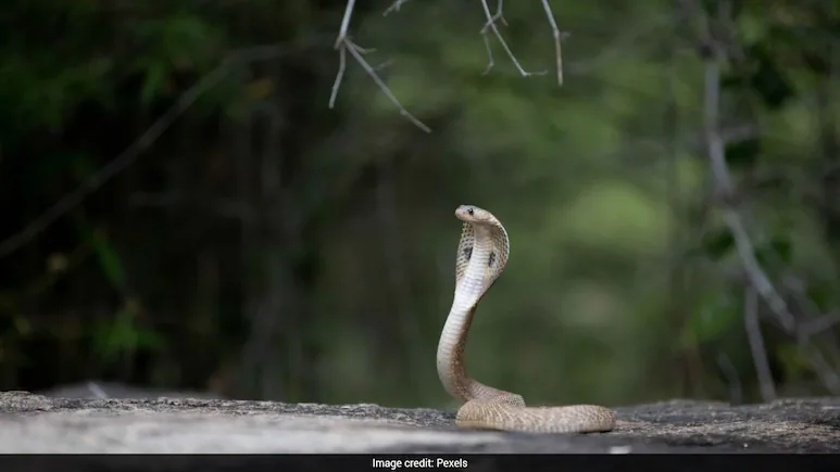 Researchers at the Indian Institute of Science (IISc) in Bengaluru, in partnership