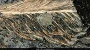 One of the biggest mysteries in the history of this planet is how some birds made it alive out