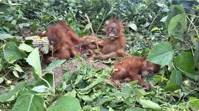 Orangutans, critically endangered species not found in India, seen in Odisha; wildlife trafficking