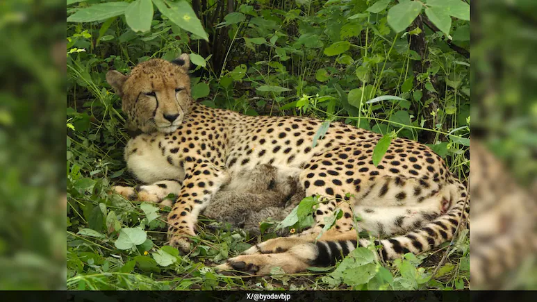 Yadav noted the birth of cubs reflects the growing success of cheetah conservation in India