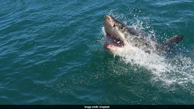 O'Neill, a dedicated family man and expectant grandfather, was out for his regular swim