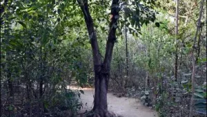 NDMC develops 1-acre 'Bharat Van' using Miyawaki method in Delhi's Lodhi Colony