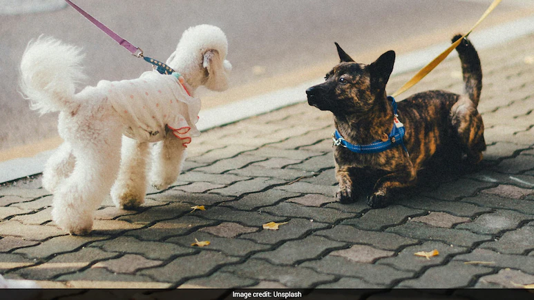 US Woman Turns Dog-Walking Side Hustle Into Full-Time Career, Earns Over Rs 4 Lakh Monthly
