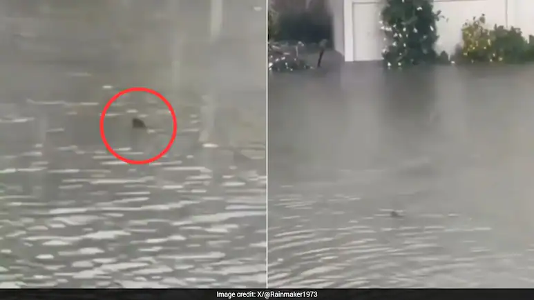 Residents in a coastal New Jersey town reportedly spotted a small shark swimming down a flooded