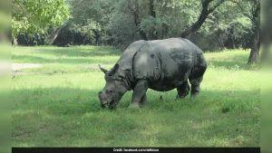 With Assam home to 80 per cent of the world's one-horned rhinoceros population, Chief Minister