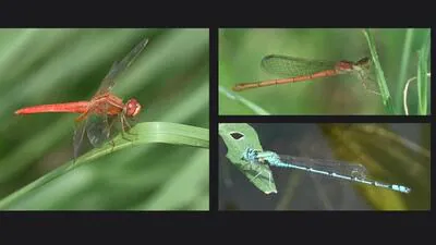 Delhi records slight dip in dragonfly, damselfly numbers; two new sightings: Survey