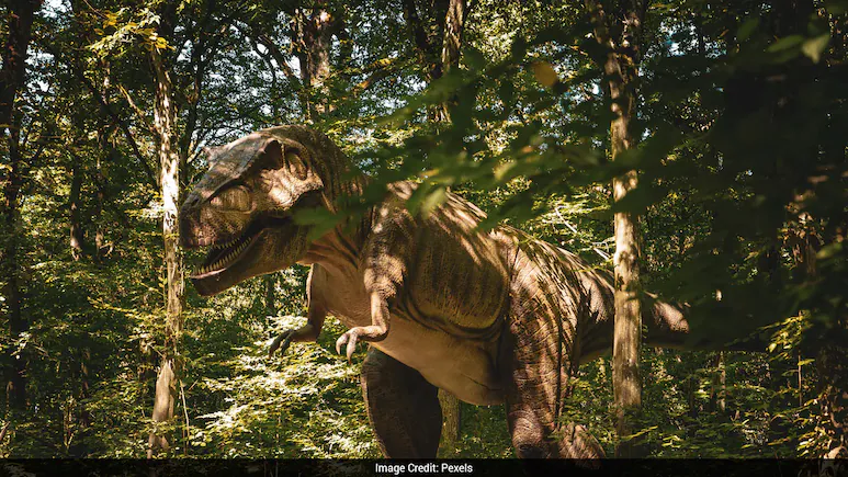 Scotty, the largest Tyrannosaurus rex skeleton ever found, has provided new insights