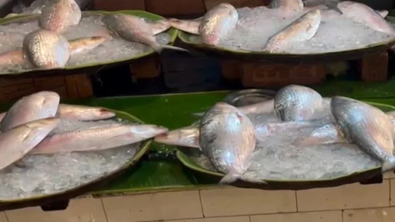 Why it matters: In Reverse Trade Flow, India Exports 500 Tonnes Of Hilsa To Bangladesh