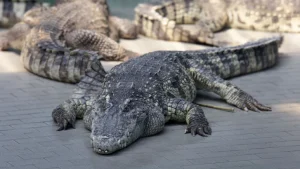 Man Arrested Over AI Crocodile Image Causing Reservoir Closure In Singapore