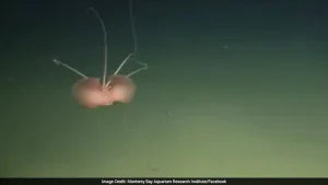 Scientists Spot Rare Bigfin Squid More Than 10,000 Feet Deep Off California Coast