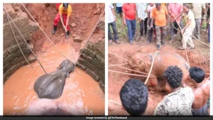 Heartwarming Rescue In Odisha As Forest Officials, Villagers Team Up To Save Elephant Calf From Well