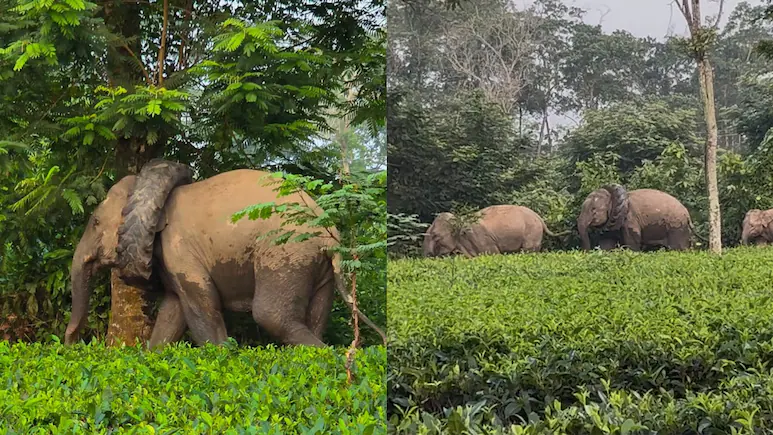 Video: Wild Elephant Spotted With Tractor Tyre Stuck Around Its Neck In Assam