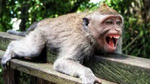 Delhi Zoo caretaker suffers severed finger, deep leg bites after monkey escapes enclosure; visitor