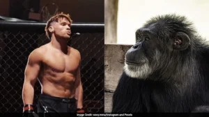 MMA Fighter To confronts Chimpanzee In One-On-One Fight On 9/11: Report