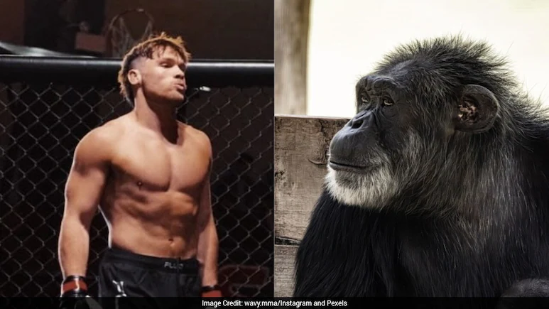 MMA Fighter To confronts Chimpanzee In One-On-One Fight On 9/11: Report