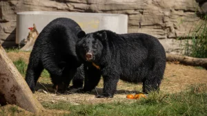 Group Of Thieving Black Bears Steal Six-Pack Of Beer, Snacks From Couple's Truck