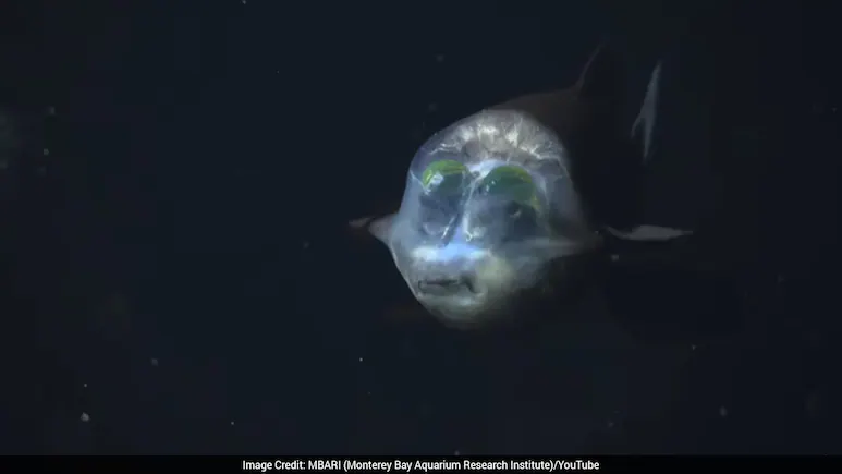 Scientists have captured footage of the rare barreleye fish, a deep-sea creature known for its
