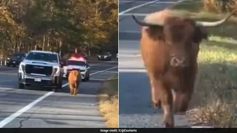 New York Police Chase Runaway Cow Named Maggie For Days, Video Goes Viral