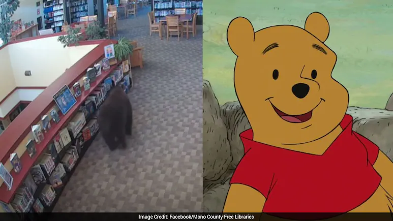 Watch: Black Bear Breaks Into California Library, Steals Honey On Winnie-the-Pooh's 100th Birthday