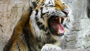 Tiger Kills Man Who Entered Its Enclosure At UK Zoo