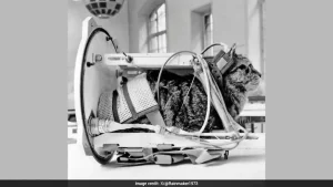 Sixty-three years ago, on October 18, 1963, a small black-and-white cat named Felicette made