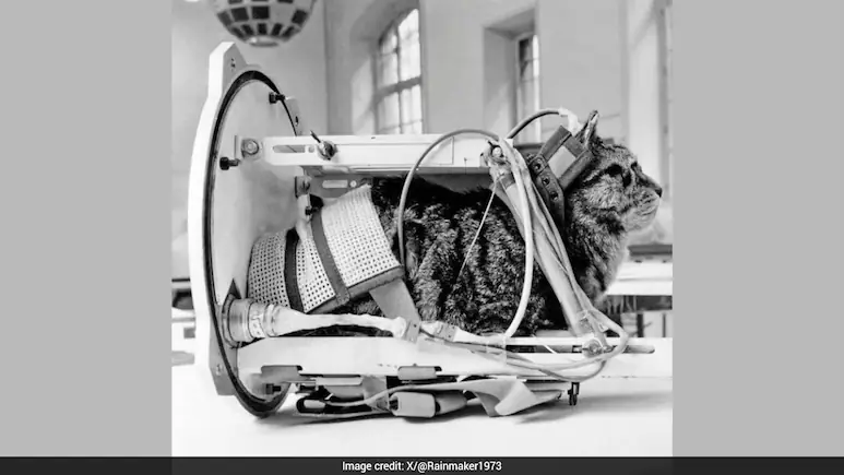Sixty-three years ago, on October 18, 1963, a small black-and-white cat named Felicette made