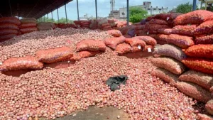 Onion prices may ease as fresh kharif supplies boost market availability