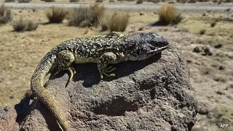 Peru is home to 296 species of lizard, according to the biologist