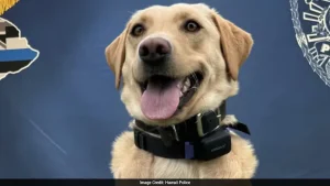 Hawaii Police Dog Finds Missing 70-Year-Old Hiker Near Volcano, He Now Wants To Adopt