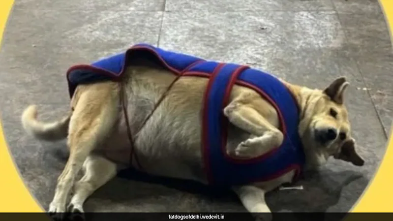 Delhi's Fattest Dog Contest Crowns Hauz Khas Favourite Gola As Winner