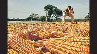 US pitches maize for India's E85, SAF ethanol push