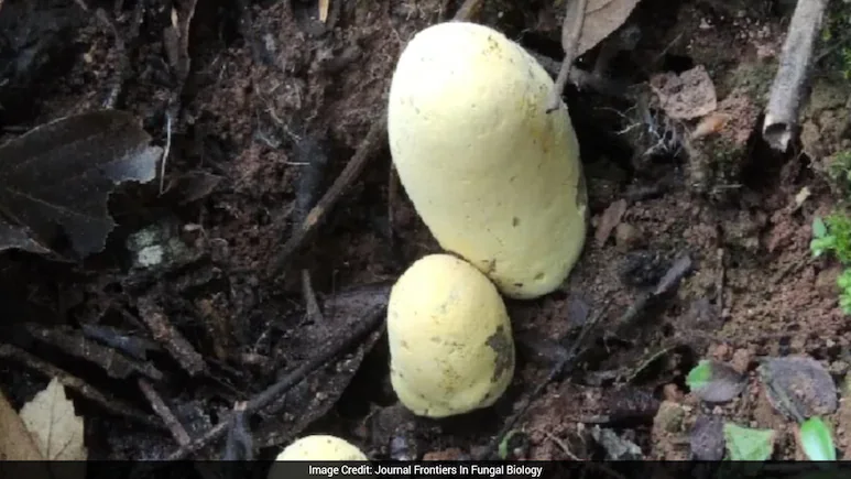 Scientists have discovered a giant fungus named Dianjunus rex in the forests of Yunnan province