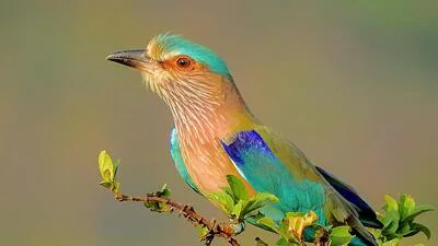 Population size estimates, however, remain unavailable for the majority of India’s birds