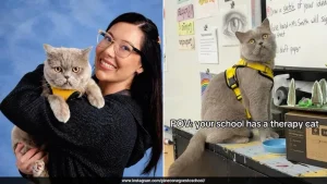 He works as a therapy cat at a middle school in Rhode Island, United States, where his owner
