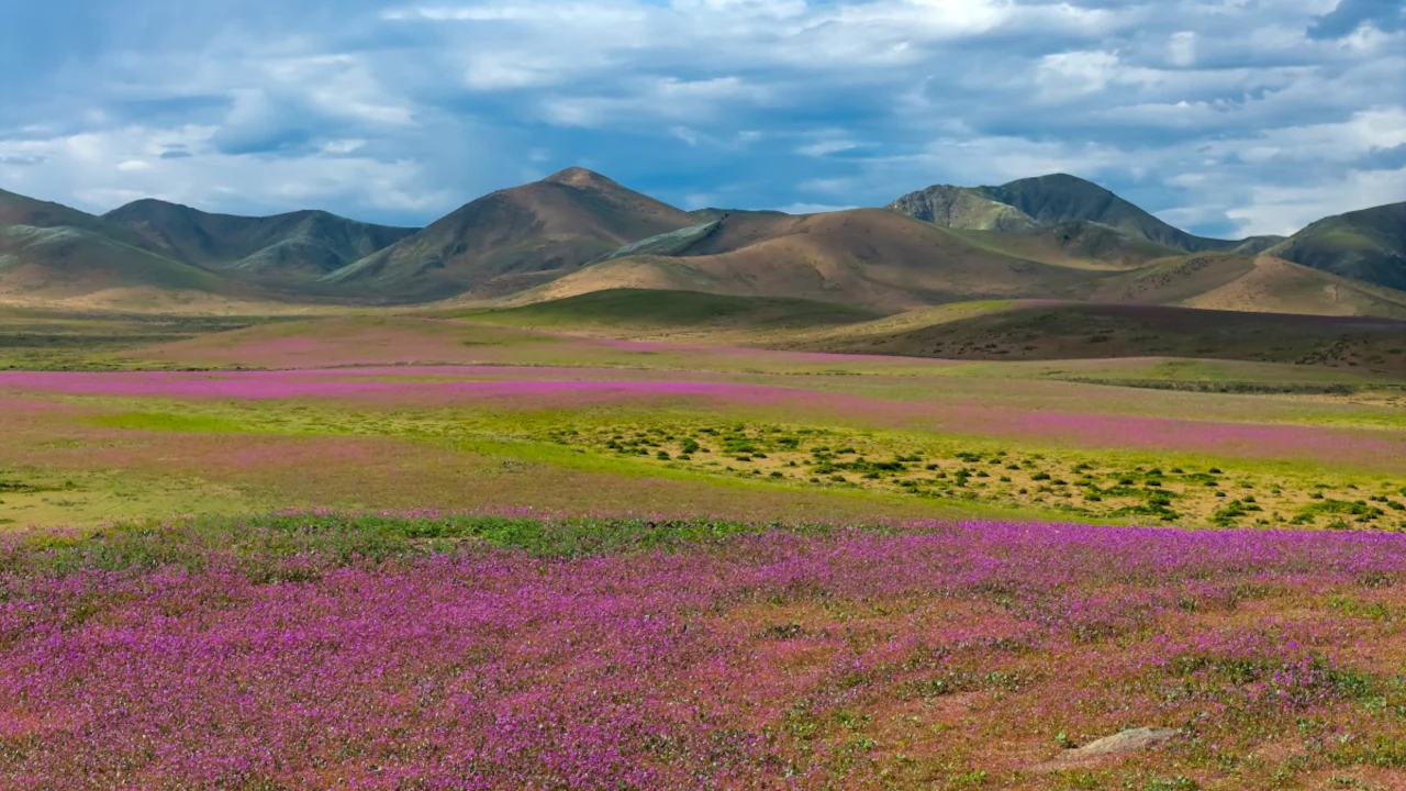 How El Nino Is Reshaping Weather, From Tokyo's Rain To Desert Blooms