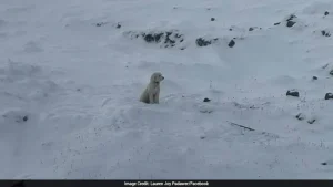 LouLou, a four-year-old poodle-husky mix, was found alive in Alaska after an avalanche swept