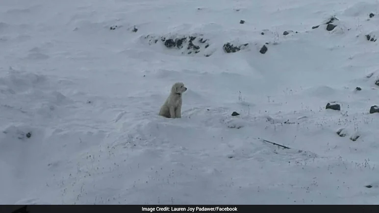 LouLou, a four-year-old poodle-husky mix, was found alive in Alaska after an avalanche swept