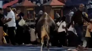 Video: Bull Charges At Ganga Aarti Crowd In Haridwar, Stampede-Like Situation