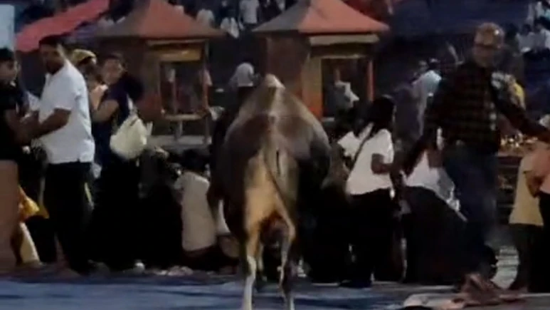 Video: Bull Charges At Ganga Aarti Crowd In Haridwar, Stampede-Like Situation