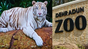 White tiger Tejas has arrived from Gwalior Zoological Park under a tiger exchange programme