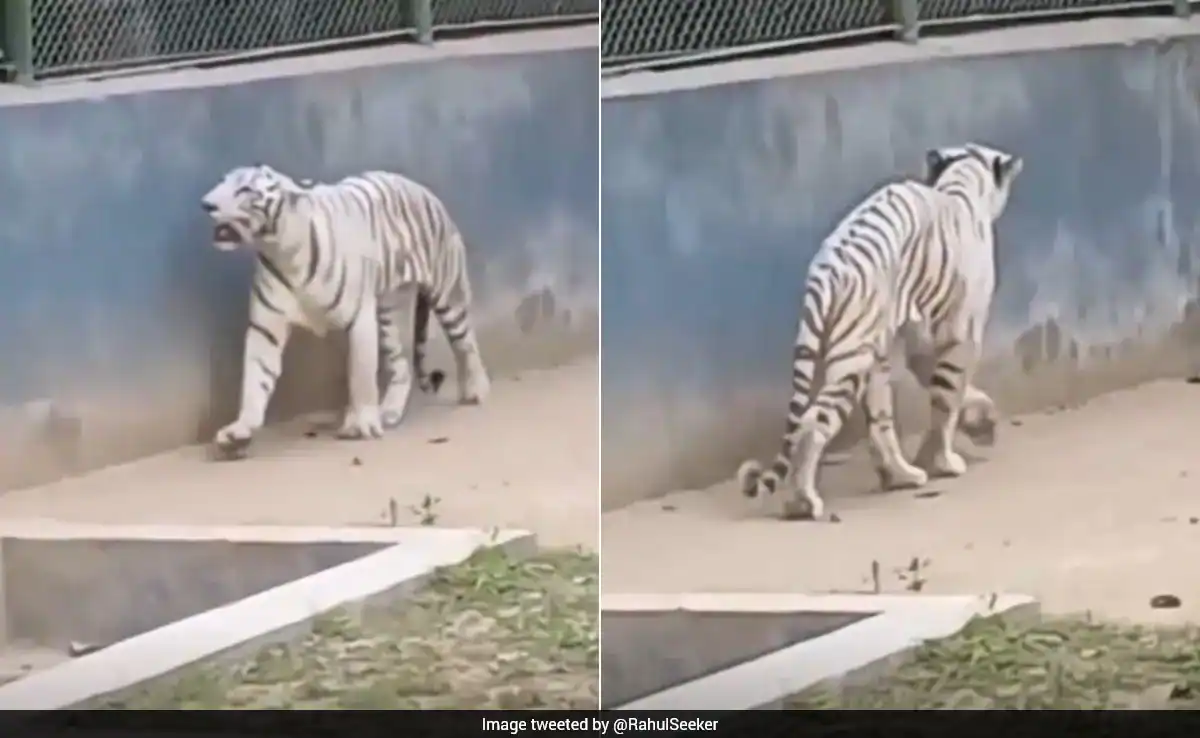 White tiger Tejas has arrived from Gwalior Zoological Park under a tiger exchange programme