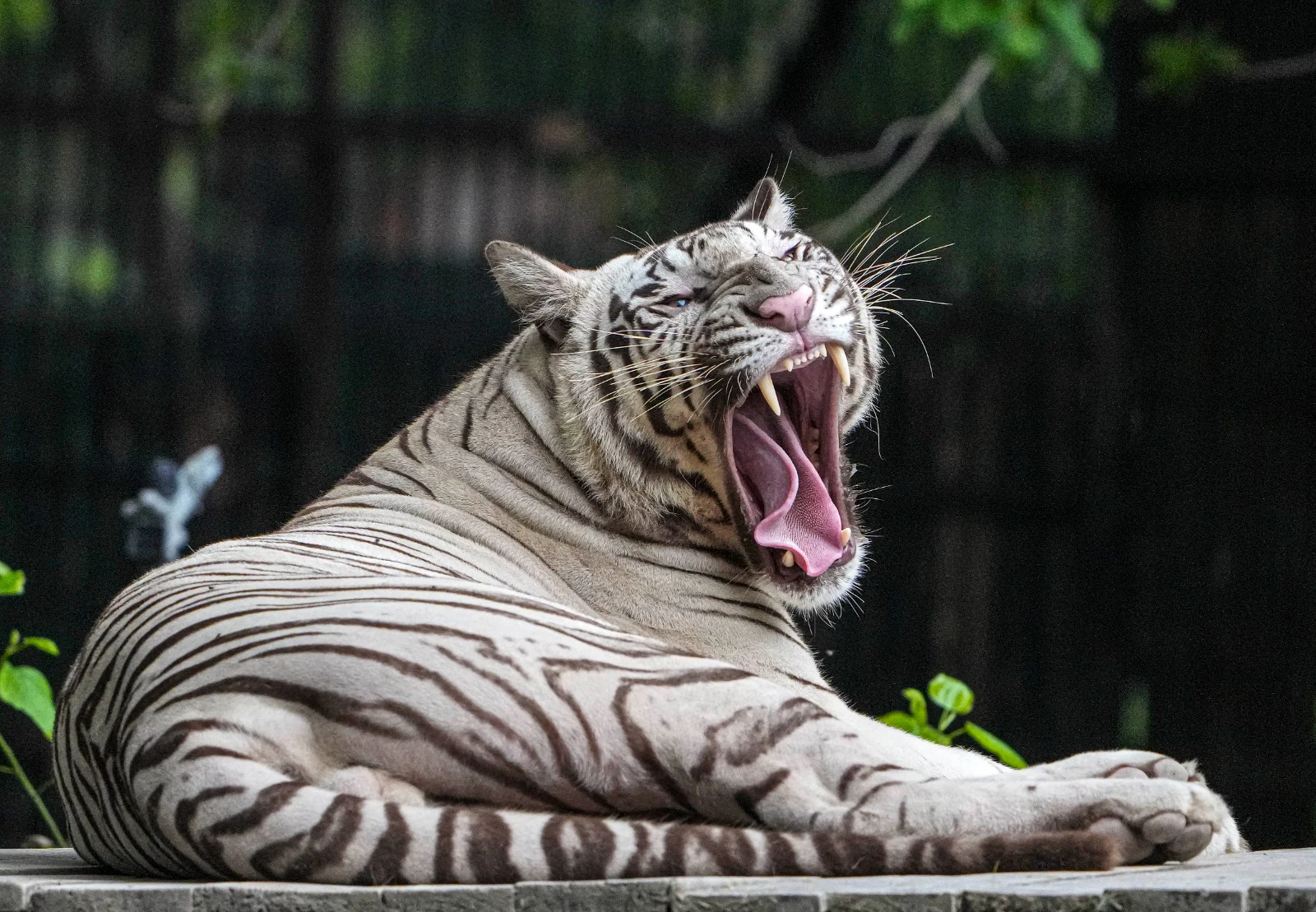 White tiger Tejas has arrived from Gwalior Zoological Park under a tiger exchange programme
